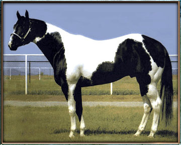 Mr Tramp APHA Stallion